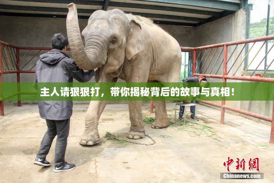 主人请狠狠打，带你揭秘背后的故事与真相！