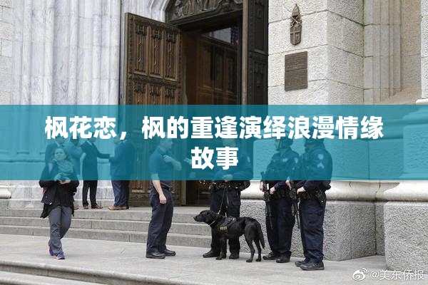 枫花恋，枫的重逢演绎浪漫情缘故事