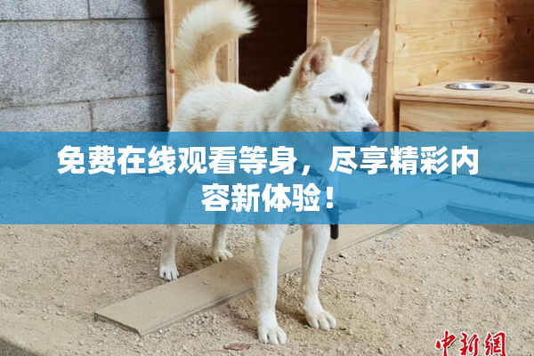 免费在线观看等身，尽享精彩内容新体验！