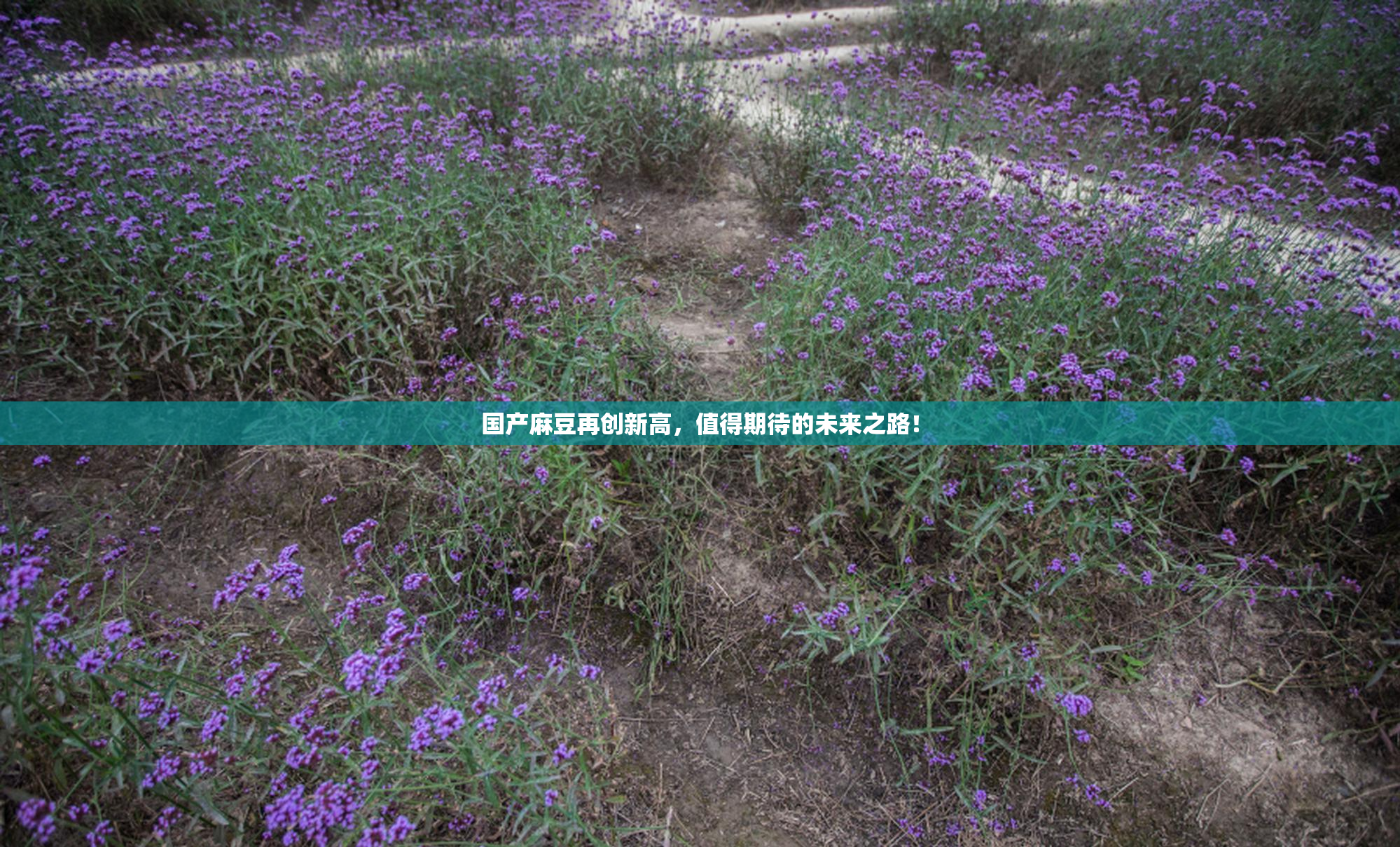 国产麻豆再创新高，值得期待的未来之路！