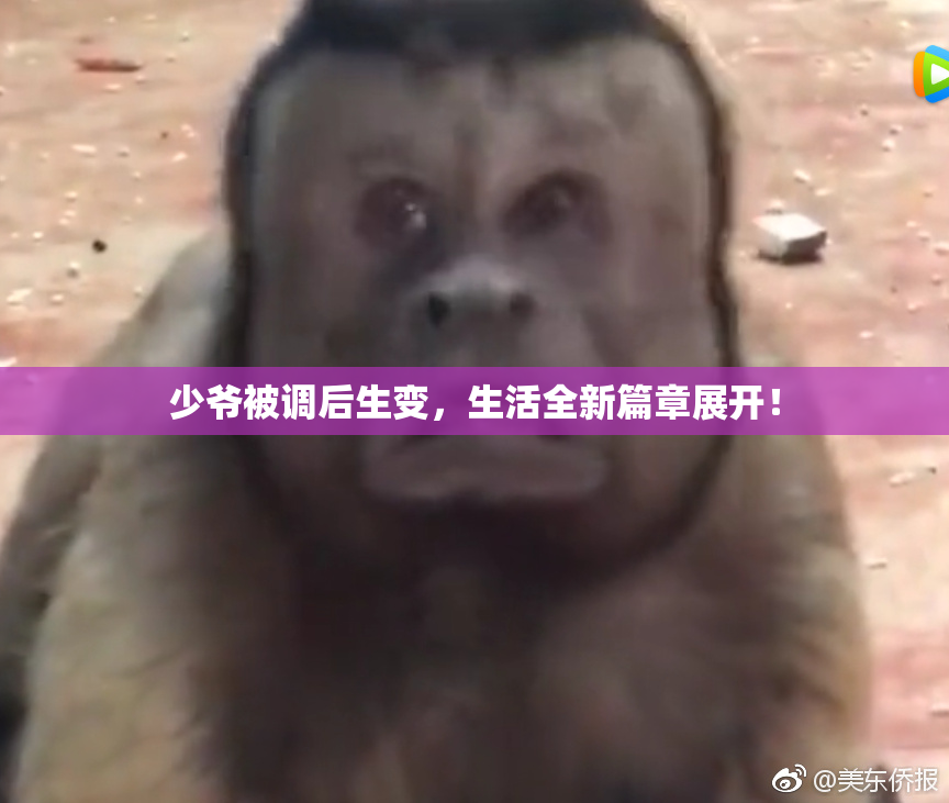 少爷被调后生变，生活全新篇章展开！