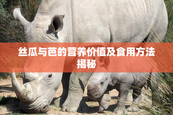 丝瓜与芭的营养价值及食用方法揭秘