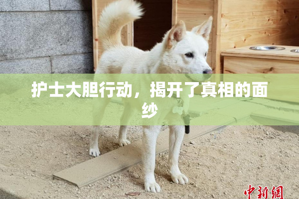 护士大胆行动，揭开了真相的面纱