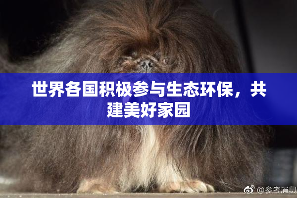 世界各国积极参与生态环保，共建美好家园