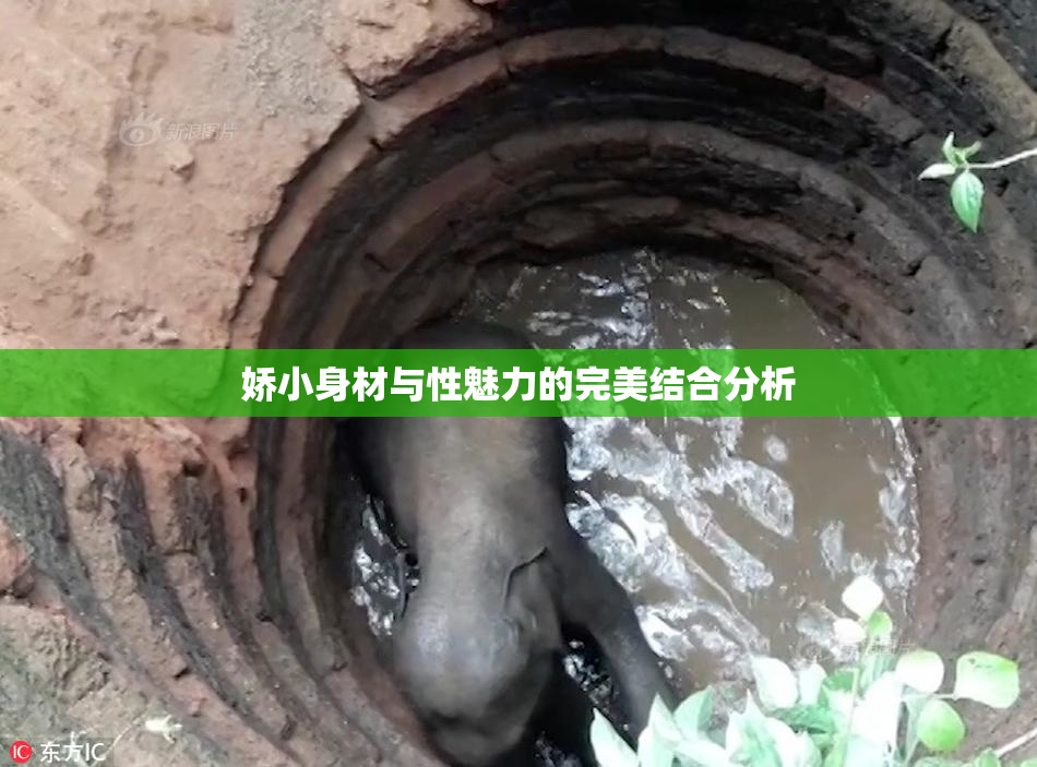 娇小身材与性魅力的完美结合分析