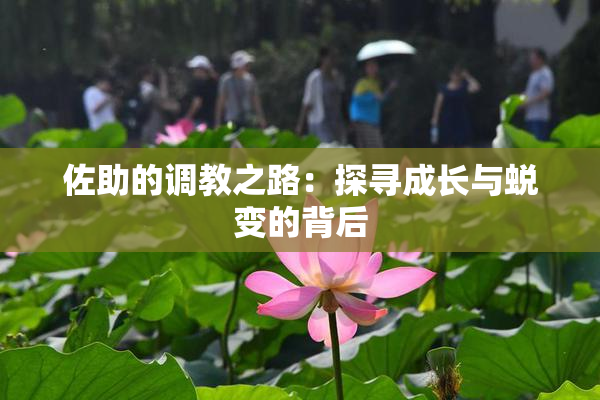 佐助的调教之路：探寻成长与蜕变的背后