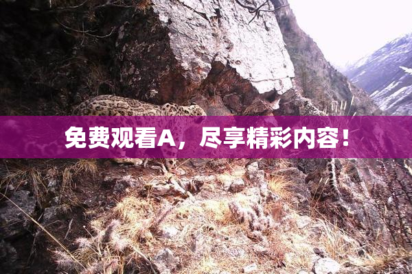 免费观看A，尽享精彩内容！