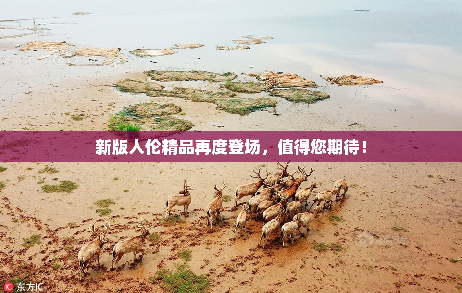新版人伦精品再度登场，值得您期待！