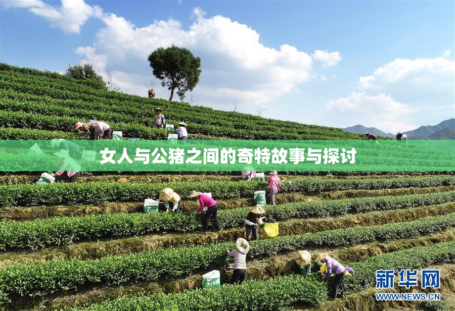 女人与公猪之间的奇特故事与探讨