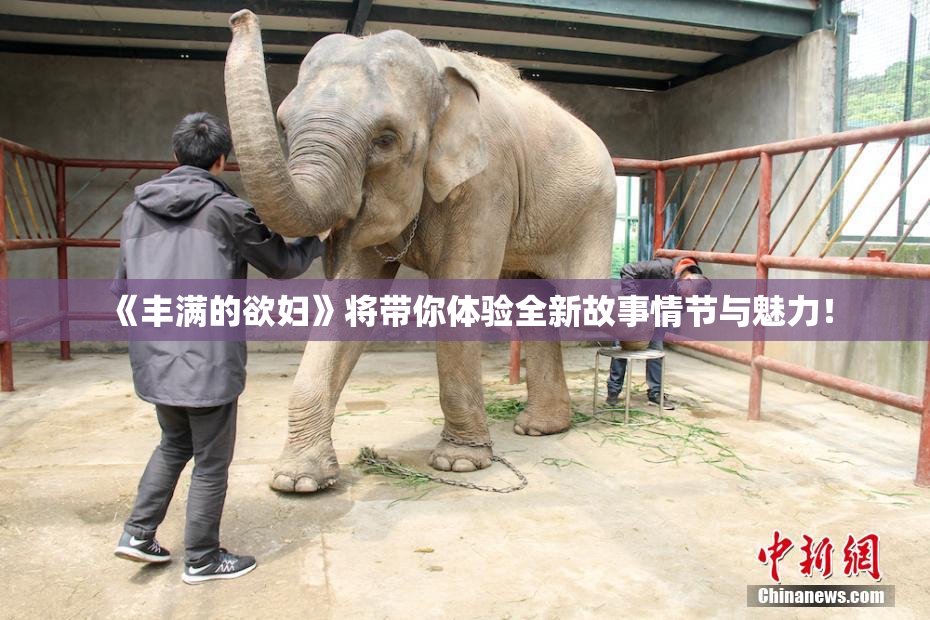 《丰满的欲妇》将带你体验全新故事情节与魅力！