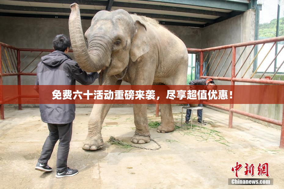 免费六十活动重磅来袭，尽享超值优惠！