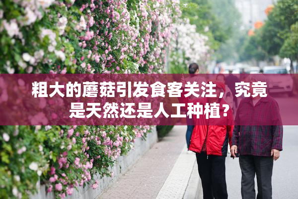 粗大的蘑菇引发食客关注，究竟是天然还是人工种植？