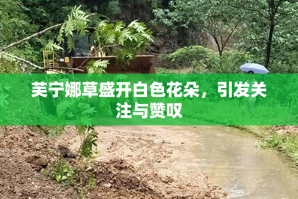 芙宁娜草盛开白色花朵，引发关注与赞叹