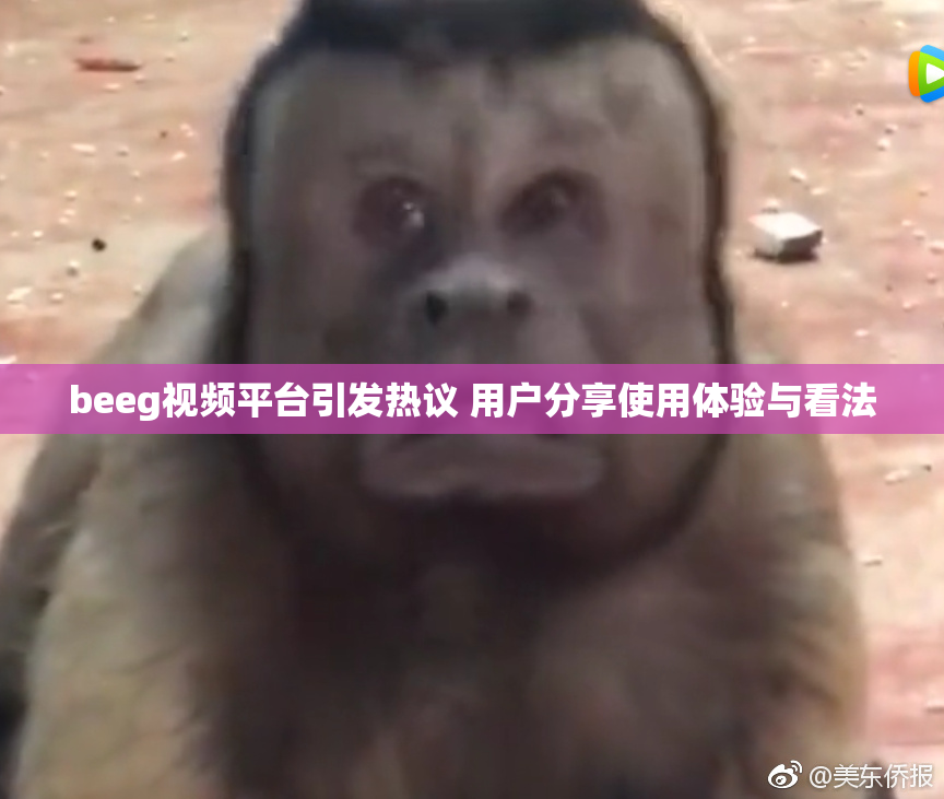 beeg视频平台引发热议 用户分享使用体验与看法