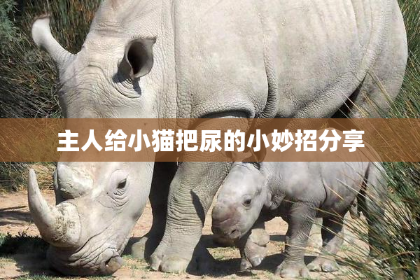 主人给小猫把尿的小妙招分享