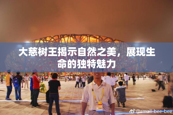 大慈树王揭示自然之美，展现生命的独特魅力