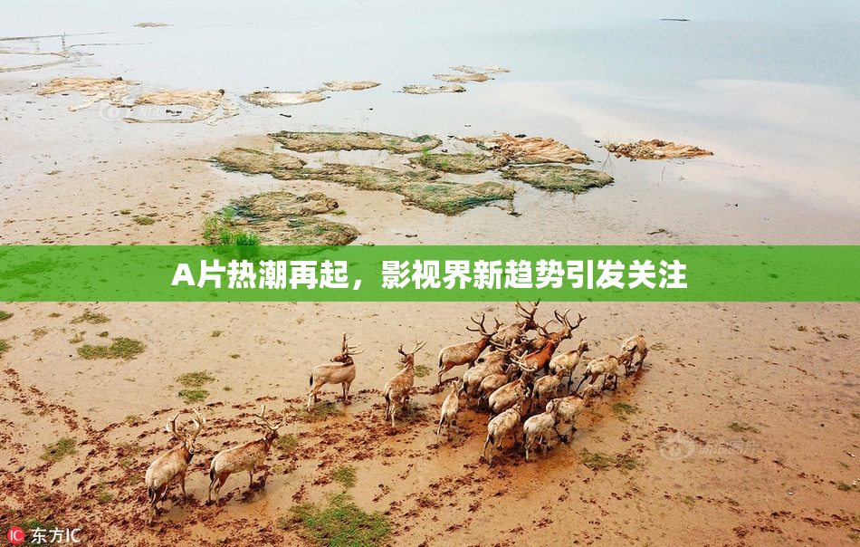 A片热潮再起，影视界新趋势引发关注