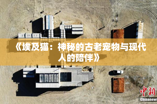 《埃及猫：神秘的古老宠物与现代人的陪伴》