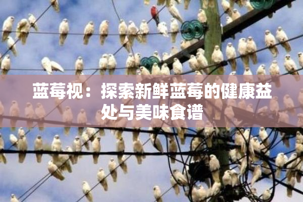 蓝莓视：探索新鲜蓝莓的健康益处与美味食谱