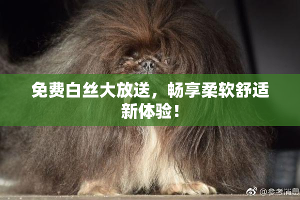 免费白丝大放送，畅享柔软舒适新体验！