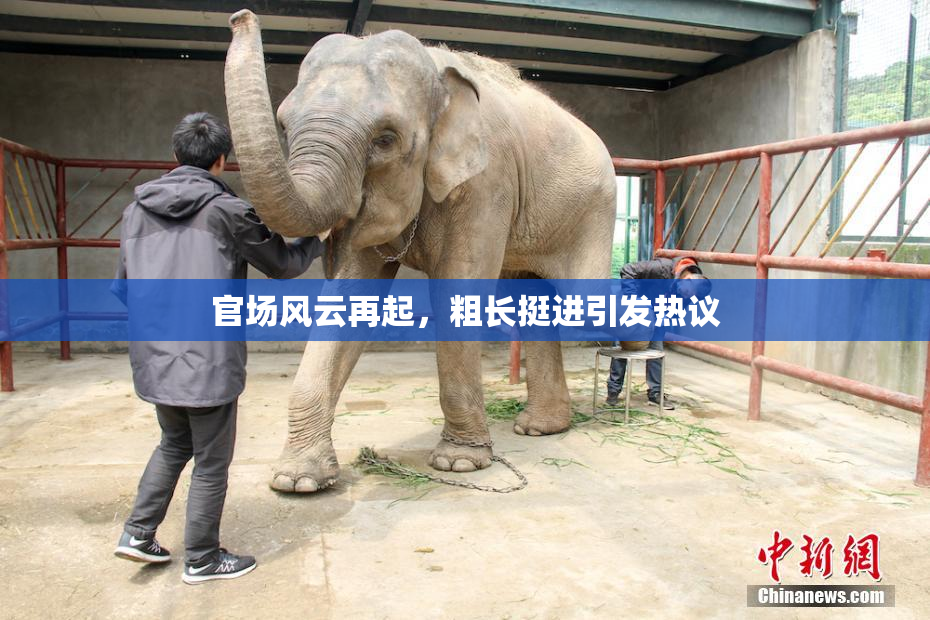 官场风云再起，粗长挺进引发热议