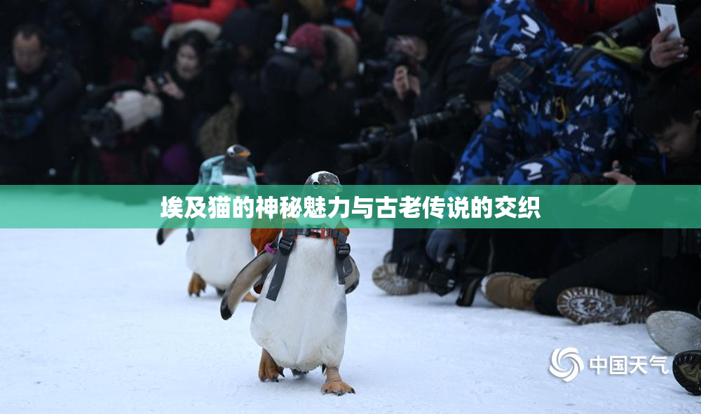 埃及猫的神秘魅力与古老传说的交织