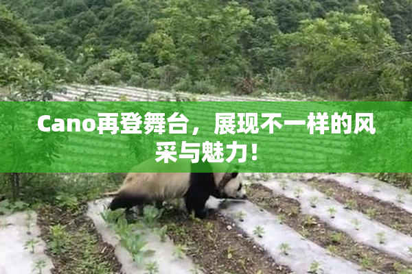 Cano再登舞台，展现不一样的风采与魅力！