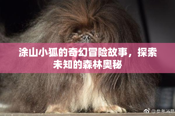 涂山小狐的奇幻冒险故事，探索未知的森林奥秘