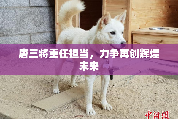 唐三将重任担当，力争再创辉煌未来