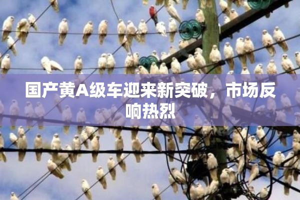 国产黄A级车迎来新突破，市场反响热烈