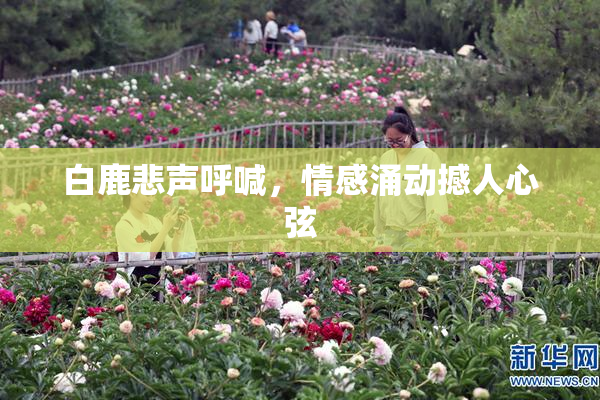 白鹿悲声呼喊，情感涌动撼人心弦