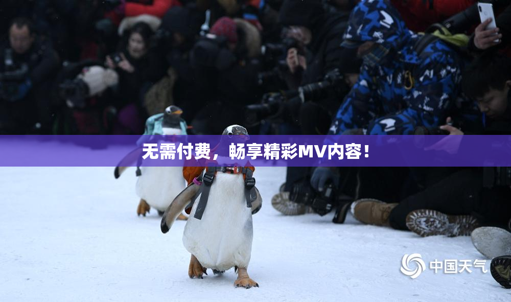 无需付费，畅享精彩MV内容！