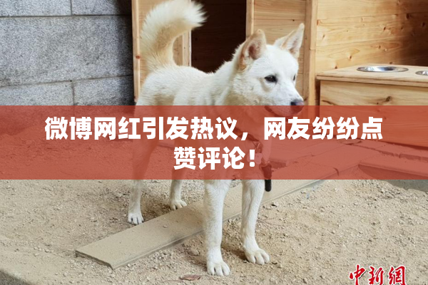 微博网红引发热议，网友纷纷点赞评论！