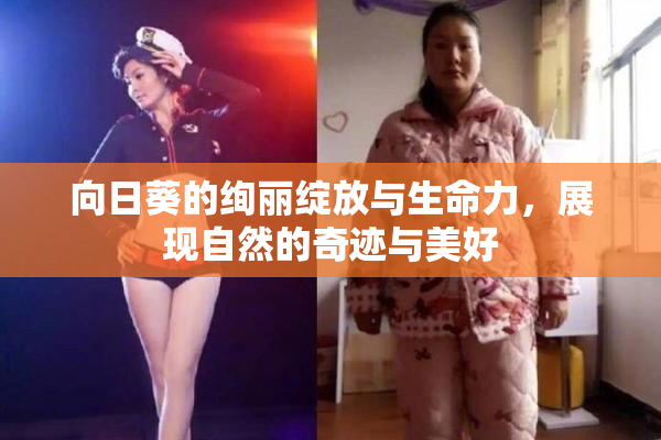 向日葵的绚丽绽放与生命力，展现自然的奇迹与美好