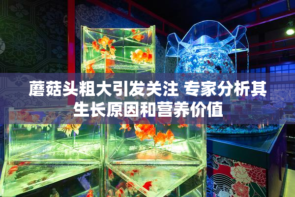 蘑菇头粗大引发关注 专家分析其生长原因和营养价值
