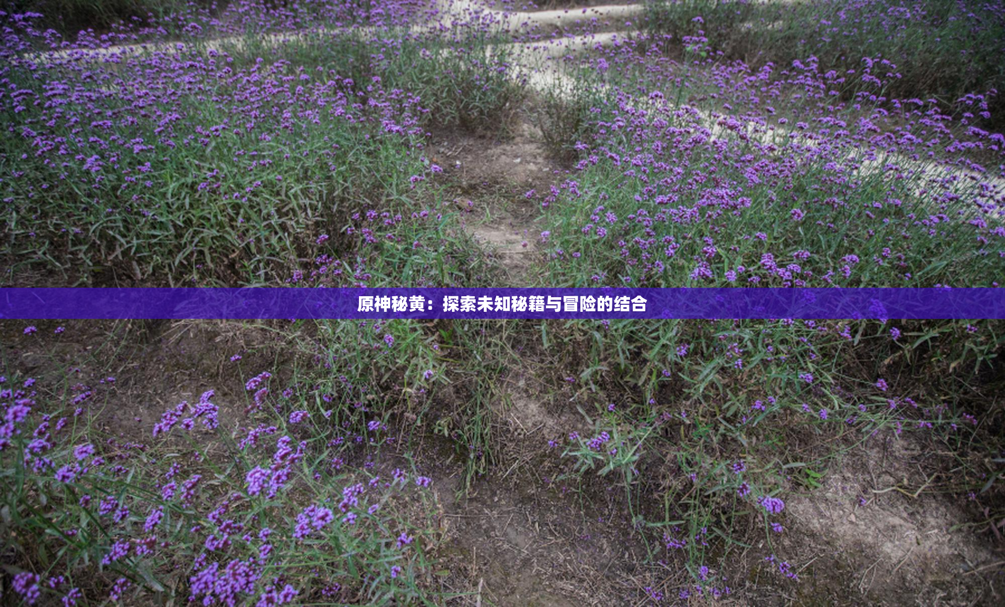 原神秘黄：探索未知秘籍与冒险的结合