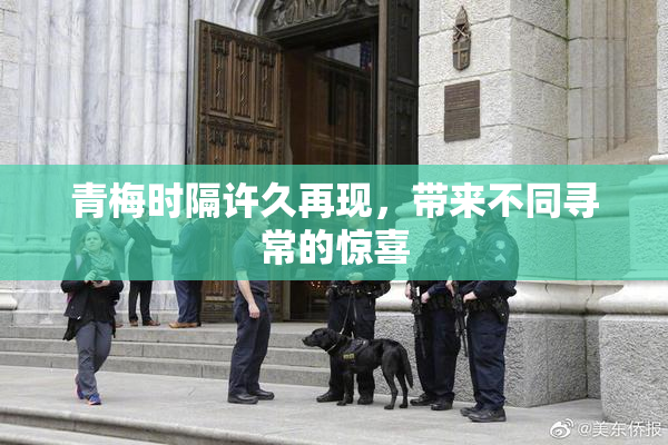 青梅时隔许久再现，带来不同寻常的惊喜