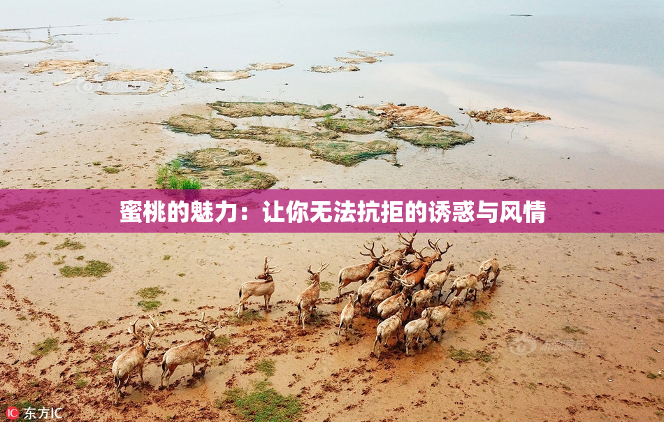 蜜桃的魅力：让你无法抗拒的诱惑与风情