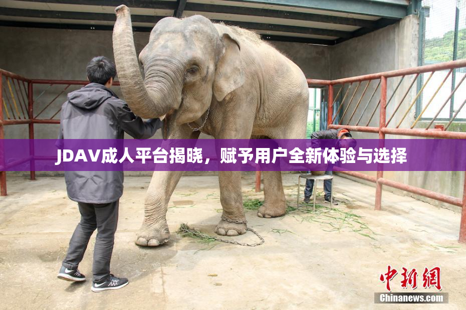 JDAV成人平台揭晓，赋予用户全新体验与选择