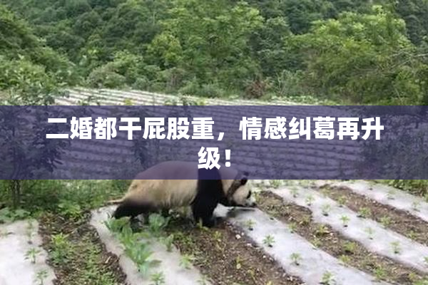 二婚都干屁股重，情感纠葛再升级！