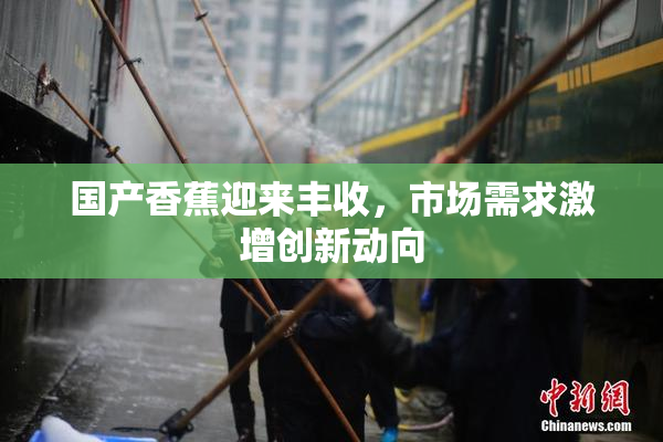国产香蕉迎来丰收，市场需求激增创新动向