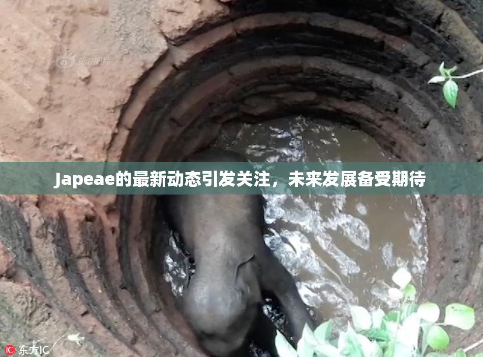 Japeae的最新动态引发关注，未来发展备受期待