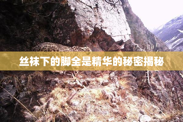 丝袜下的脚全是精华的秘密揭秘