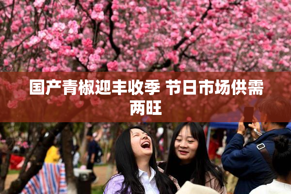 国产青椒迎丰收季 节日市场供需两旺