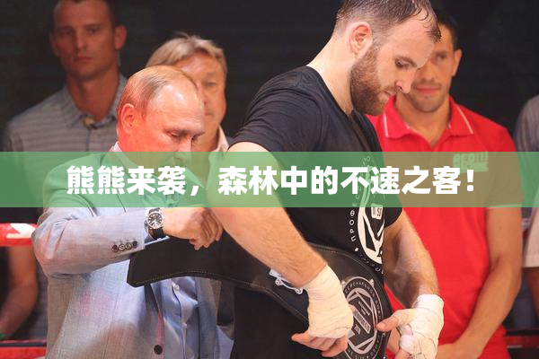 熊熊来袭，森林中的不速之客！