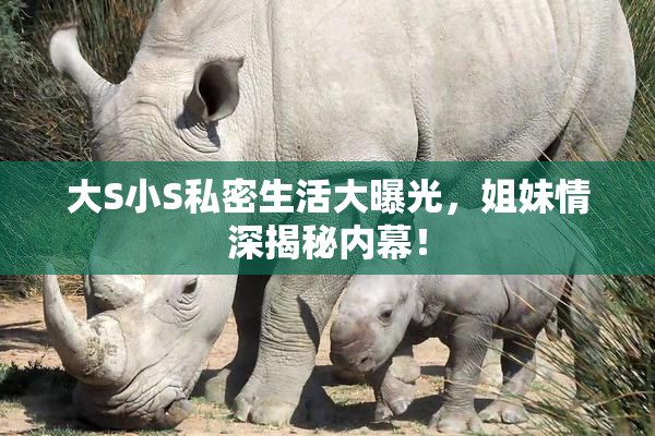 大S小S私密生活大曝光，姐妹情深揭秘内幕！