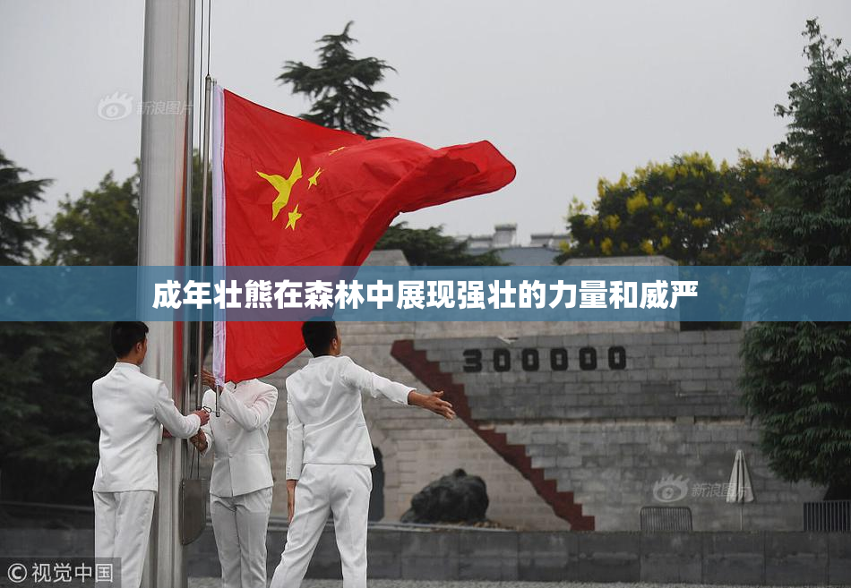 成年壮熊在森林中展现强壮的力量和威严