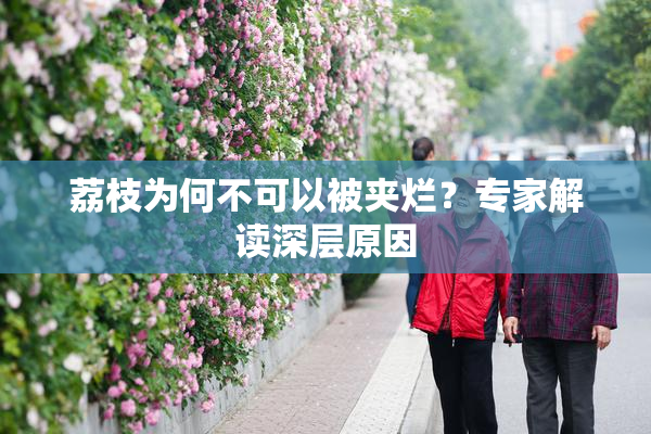荔枝为何不可以被夹烂？专家解读深层原因