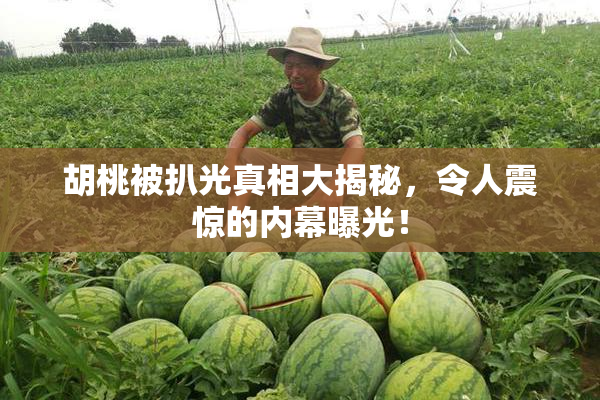 胡桃被扒光真相大揭秘，令人震惊的内幕曝光！