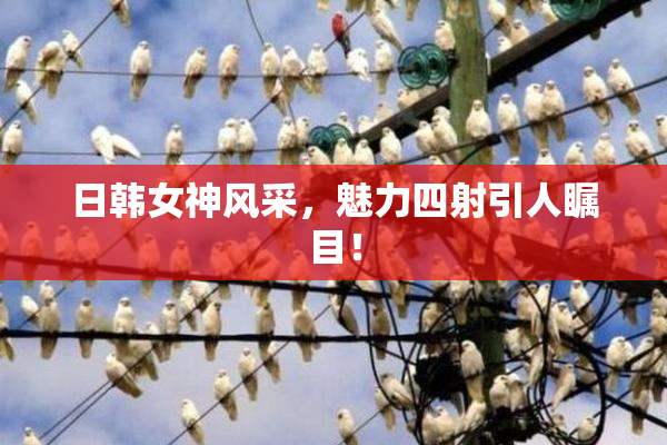 日韩女神风采，魅力四射引人瞩目！
